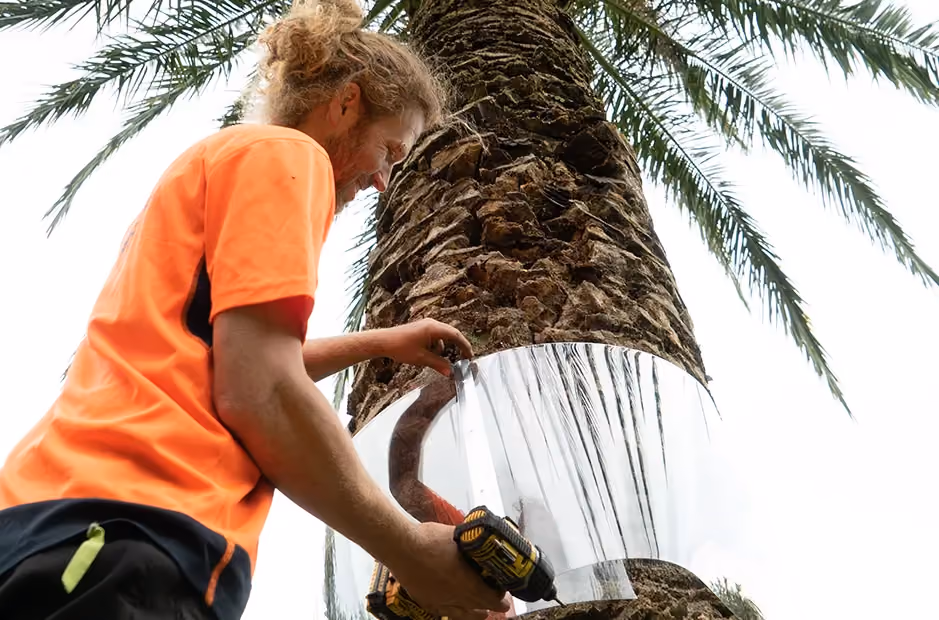 Close-up of an arborist using a drill to secure a clear protective band around a palm tree trunk, with palm fronds extending above.