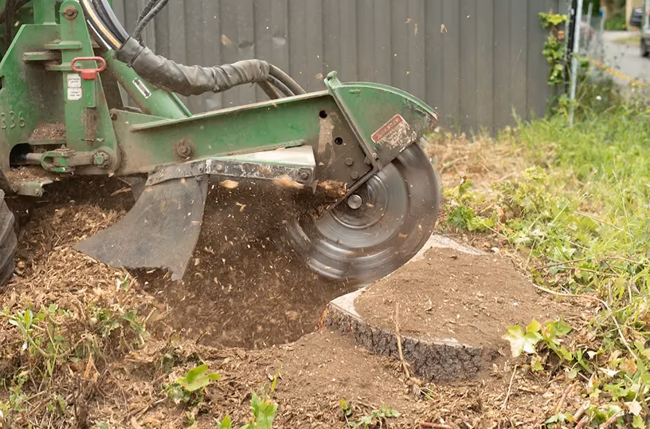 Breaking down a stubborn stump with industrial-grade removal equipment.