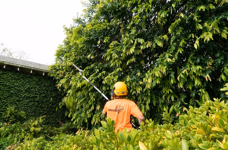Tree trimming and maintenance by arborists to manage overgrown trees and shrubs.