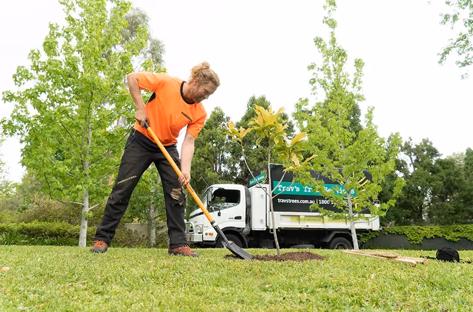 New tree planting as part of a tailored maintenance and care plan.