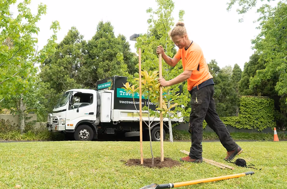 Carefully staking young trees to support straight, stable growth.