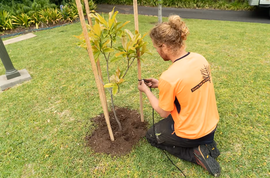 Securing support ties to encourage healthy trunk development.