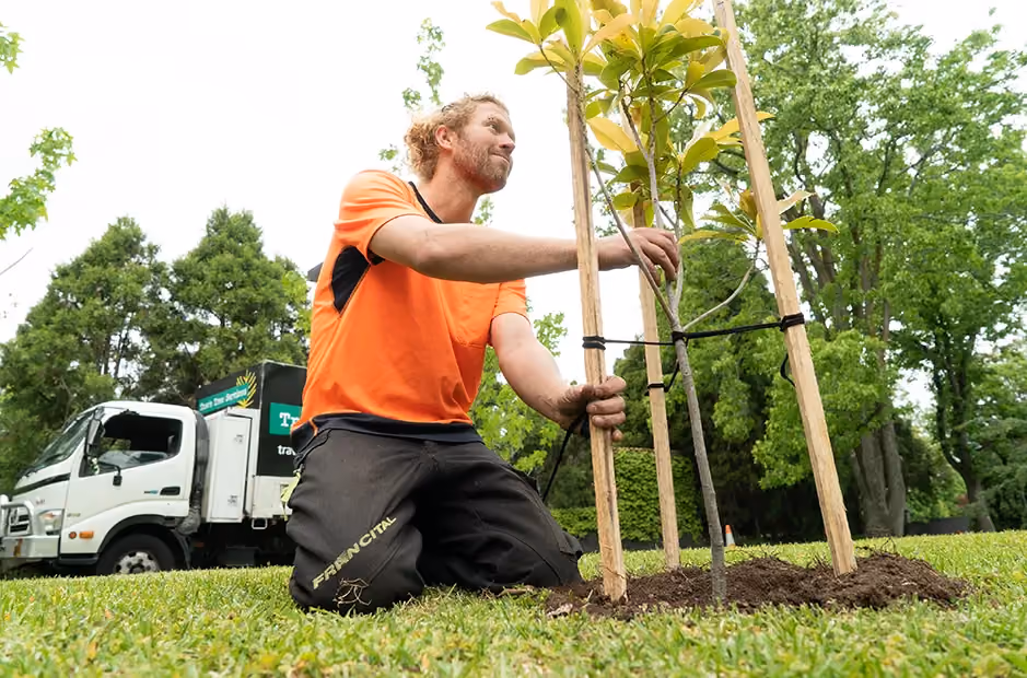 Final checks to ensure each tree is positioned, tied, and supported correctly.