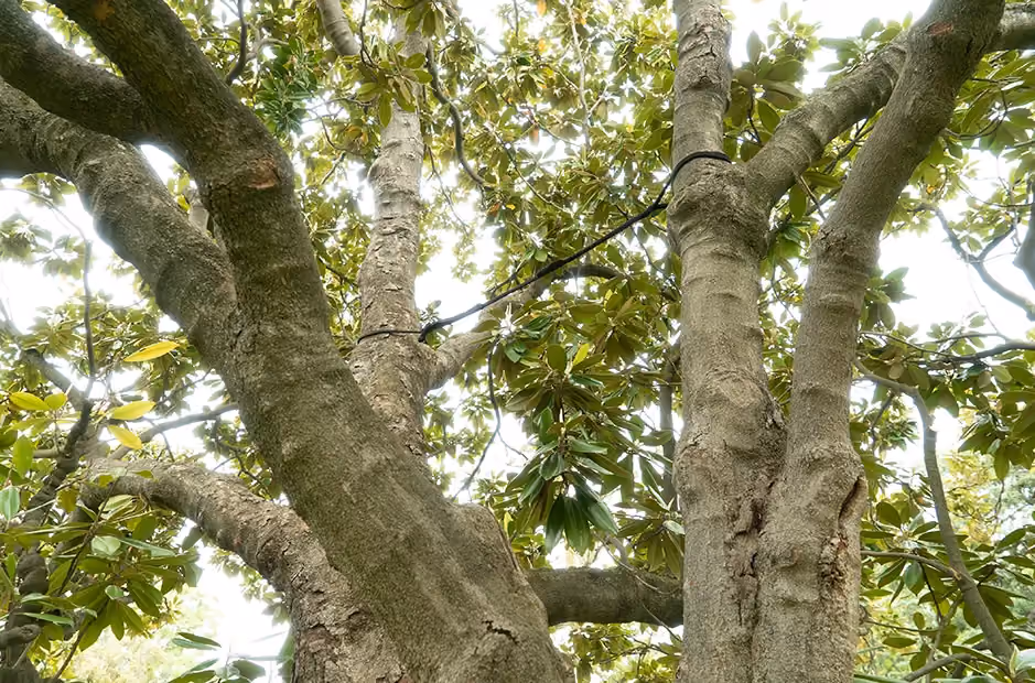 Tree worker adjusting safety harness and climbing equipment while preparing to ascend during arboricultural work.