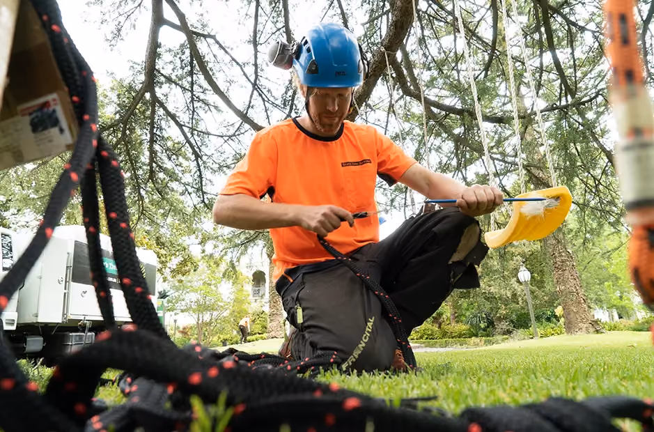 Arborist secured in a harness high up in a tree, fastening climbing ropes to branches during tree maintenance work.