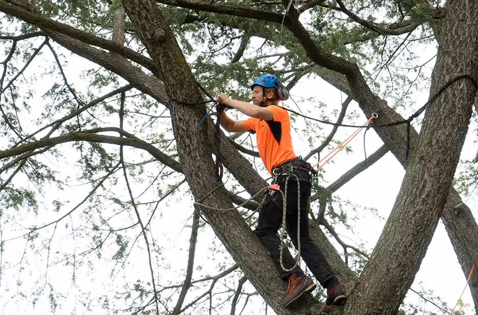 Close-up view of a support cable installed between tree trunks as part of tree bracing for structural stability.