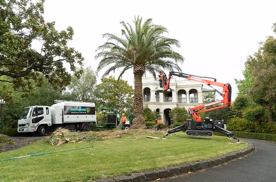 Palm tree maintenance underway with professional mulching and cleanup services.