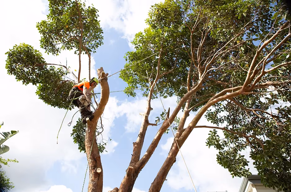 Our arborist climbing and preparing rigging for a safe tree removal.