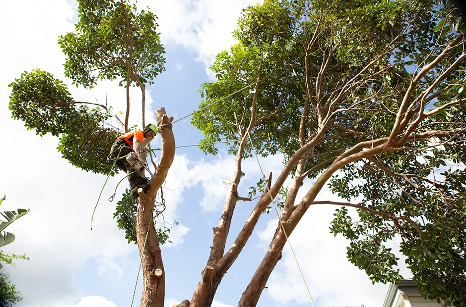 Notre arboriste grimpe et prépare le gréement pour un enlèvement d'arbre en toute sécurité.