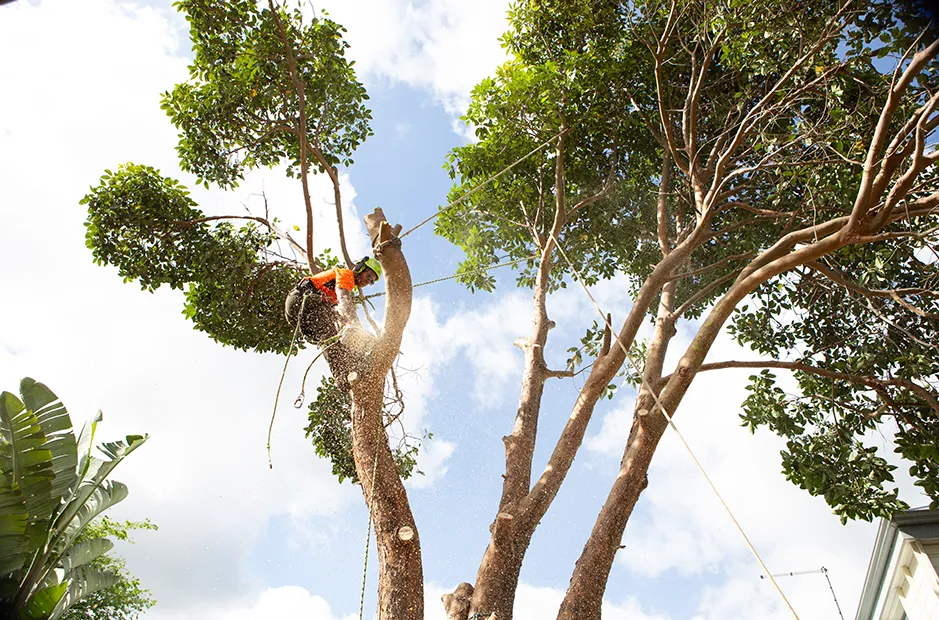 Coupe experte d'un tronc d'arbre avec des cordes en place.