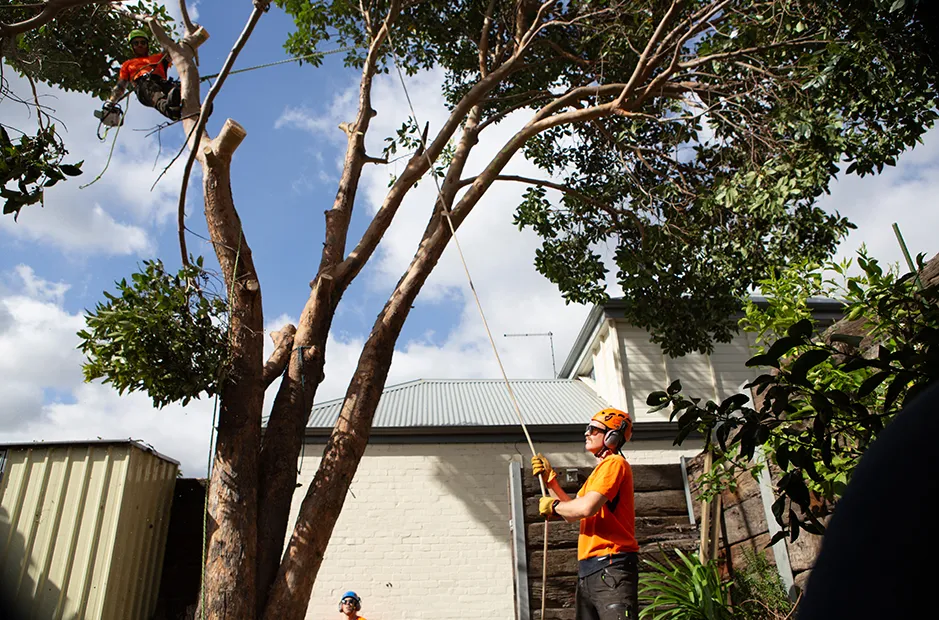 Les membres de l'équipe travaillent ensemble pour gérer les chutes de branches contrôlées.
