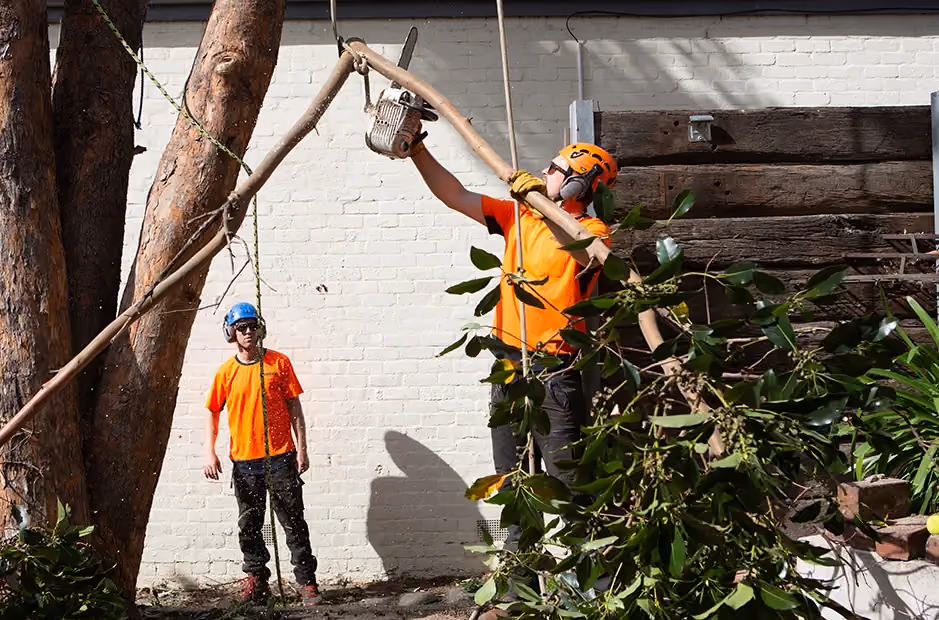 Carefully lowering a large branch with an attached chainsaw still secured.