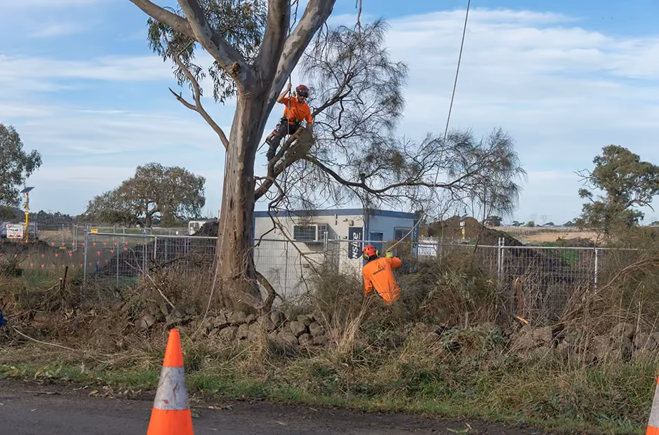 An arborist is positioned high in the tree canopy, preparing for removal. The branches are still fully intact, showing the dense structure of the tree before any trimming begins.