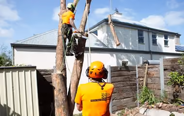 Two of our tree surgeons are trimming a large tree in a residential backyard to ensure it doesn’t interfere with the home’s service wire or nearby powerlines.