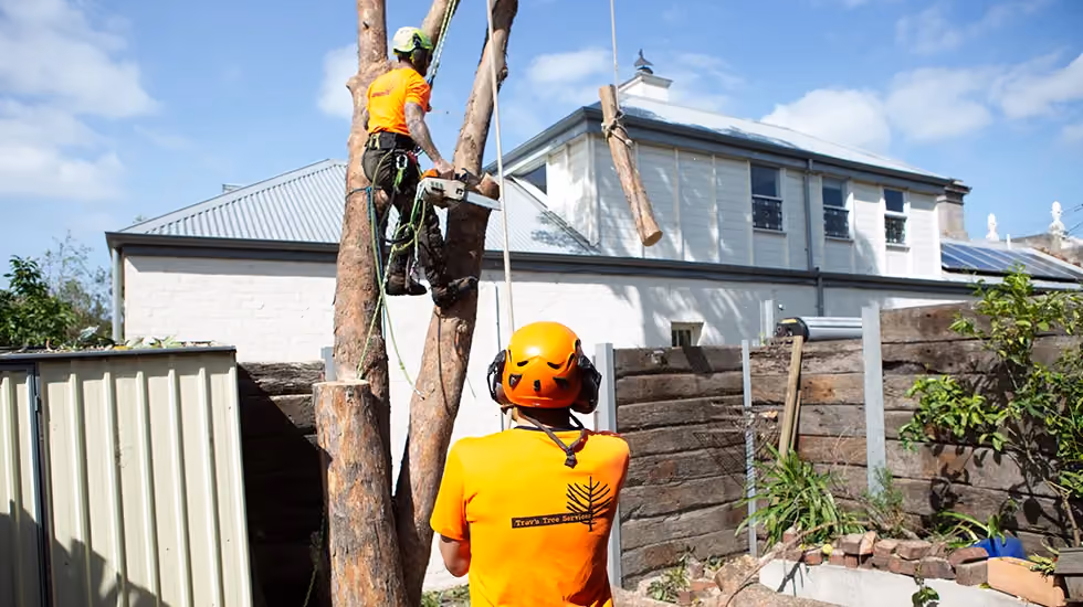 Two of our tree surgeons are trimming a large tree in a residential backyard to ensure it doesn’t interfere with the home’s service wire or nearby powerlines.