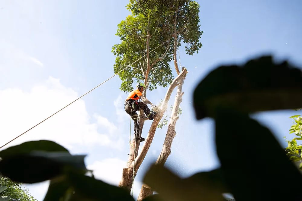 One of our tree trimmers, safely harnessed and secured to work at height, is high up in a tree where he’s using a chainsaw to lop large branches.