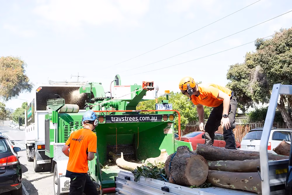 Two of our specialists feeding branches they’ve lopped into our woodchipper, turning it into useful mulch.