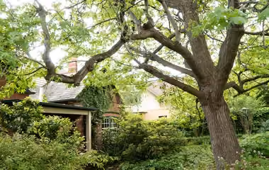 A large tree outside of a Melbourne home. It has a wide canopy of twisting branches that can jeasily tangle in powerlines, which is why we were called in to trim it.
