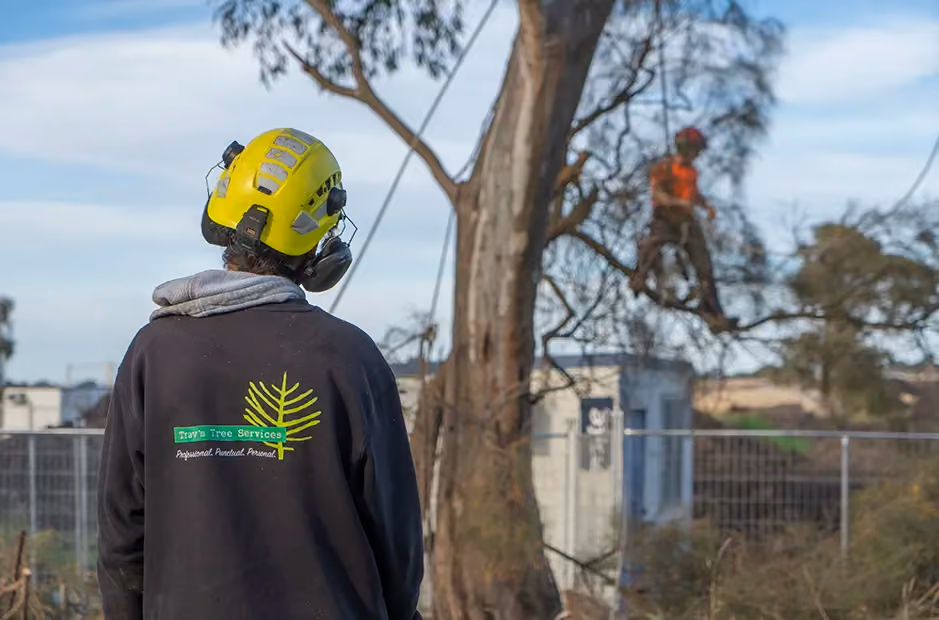 Team onsite working on a tree removal job in Melbourne