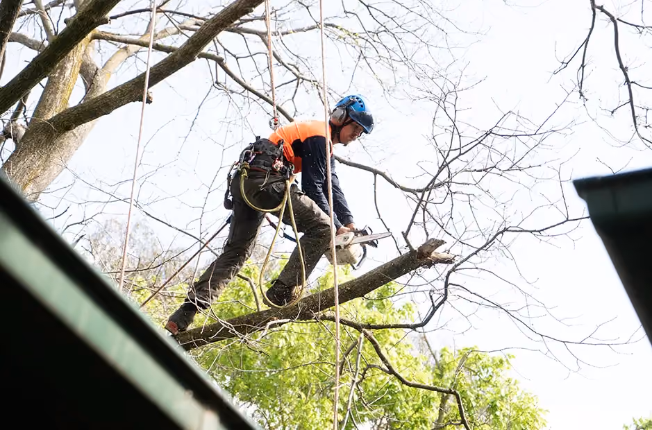Qualified arborist cutting branch while harnessed during tree removal.