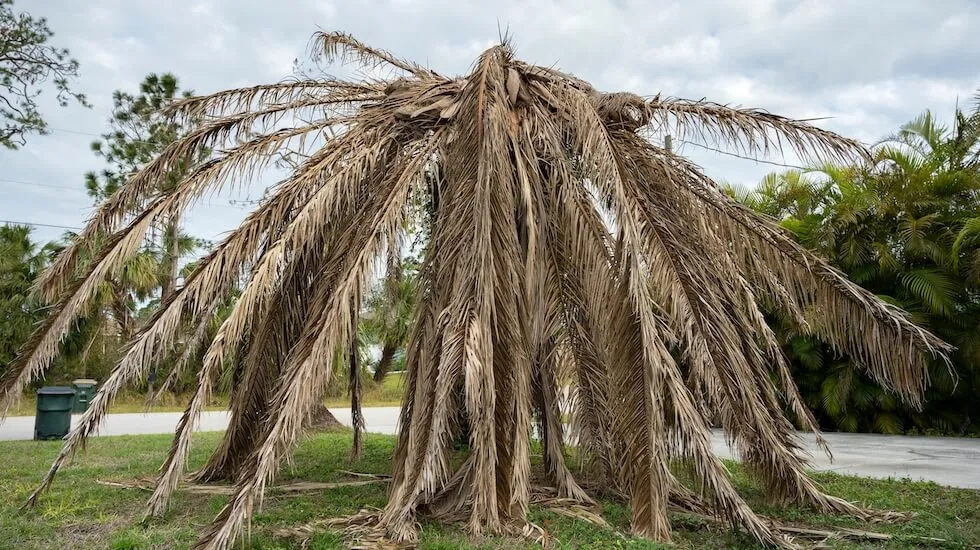 Dead palm tree