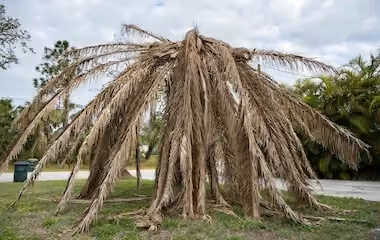 Dead palm tree