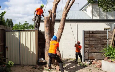Arborists removing a large tree