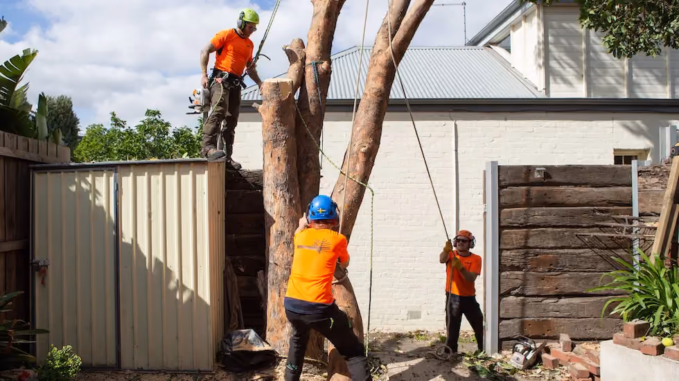 Arborists removing a large tree