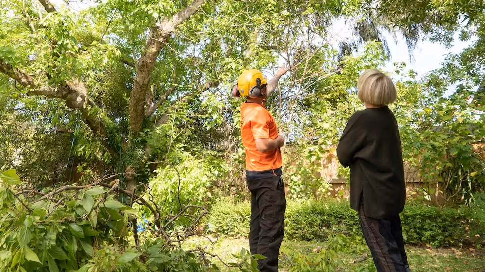 Arborist showing a client a recently pruned tree