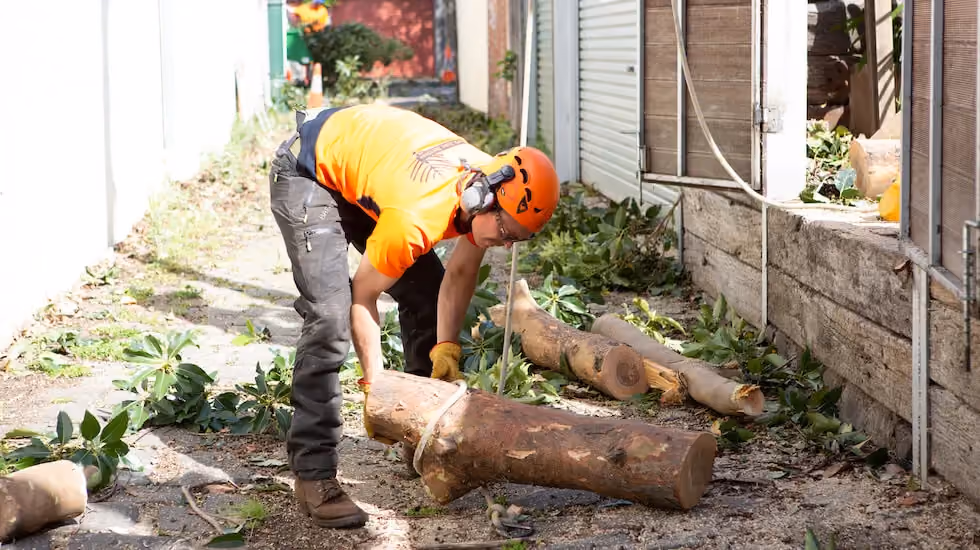 Arborist removing a tree stump