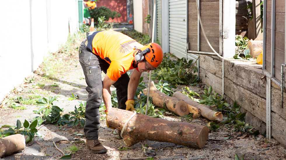 Arboriste enlevant une souche d'arbre