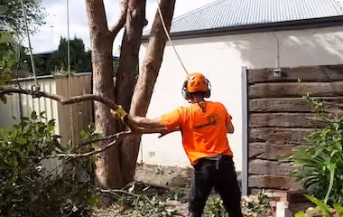 Employee from Trav's Trees handling a tree limb that has been removed from a large garden tree