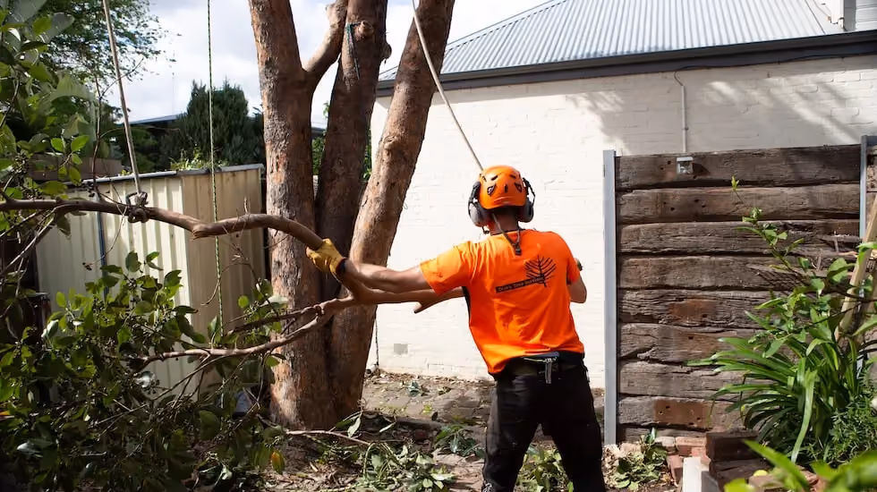 Employee from Trav's Trees handling a tree limb that has been removed from a large garden tree