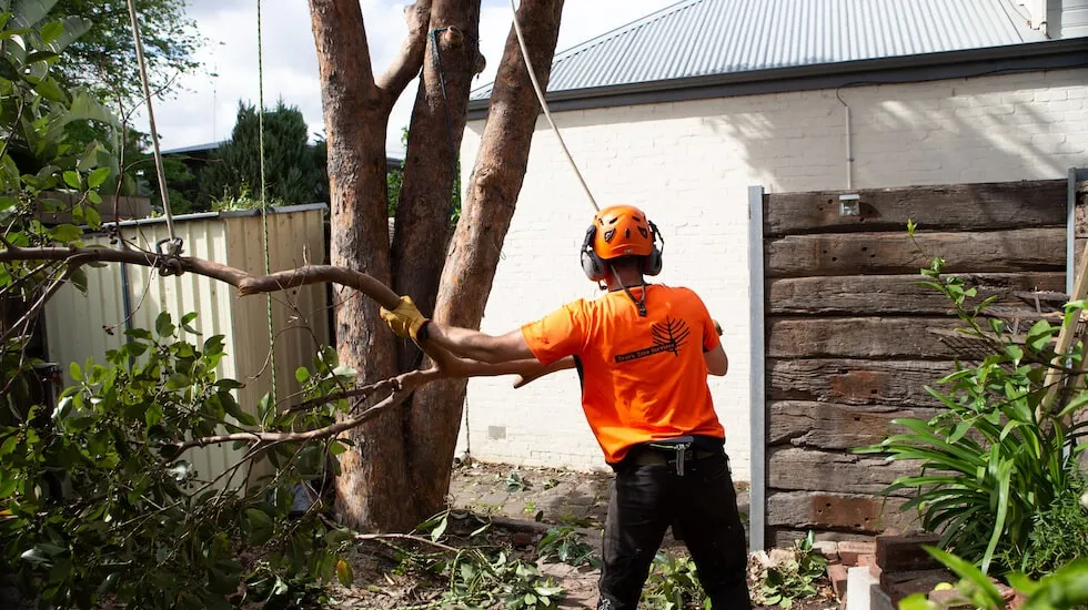 Employee from Trav's Trees handling a tree limb that has been removed from a large garden tree
