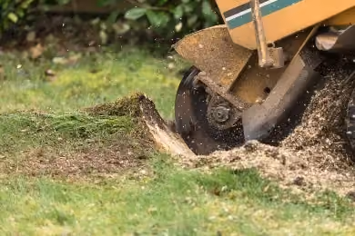 Stump grinder removing a tree stump on a green lawn