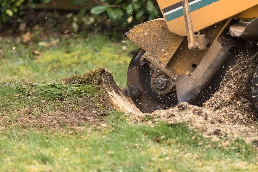 Stump grinder removing a tree stump on a green lawn