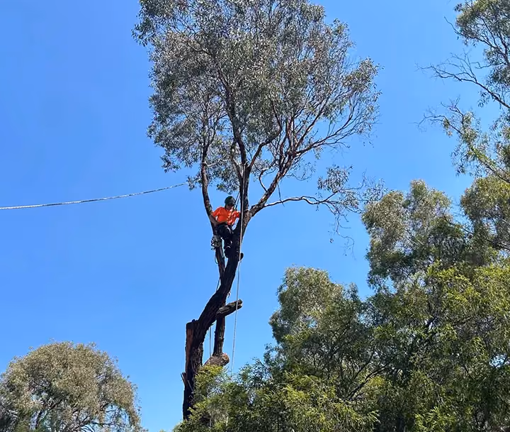 Arborist secured with ropes midway up a tall Eucalyptus tree during storm damage removal.