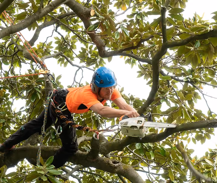 Arborist in full safety gear using a chainsaw while suspended in a tree canopy, performing precise pruning on a large magnolia branch.