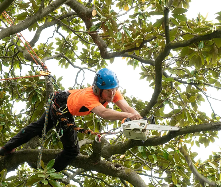 Arborist in full safety gear using a chainsaw while suspended in a tree canopy, performing precise pruning on a large magnolia branch.