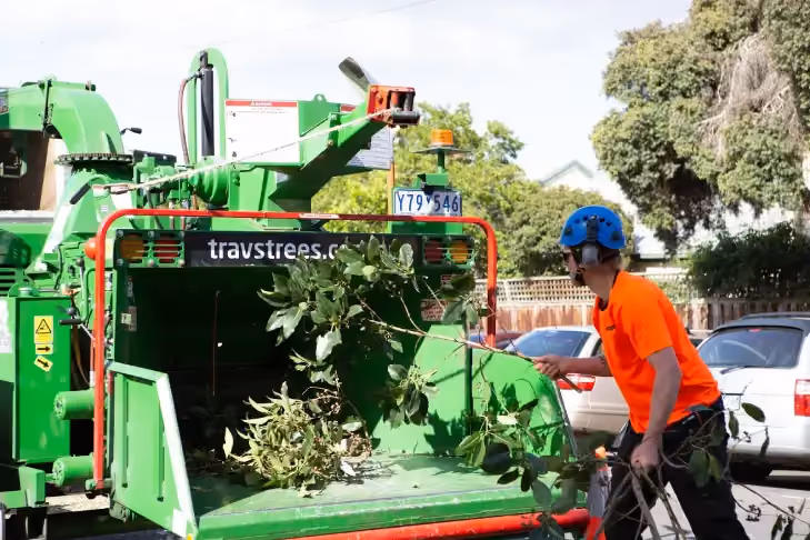 Our team mulching them on-site so we can easily remove them.