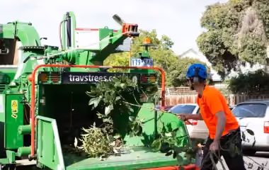 Our team mulching them on-site so we can easily remove them.