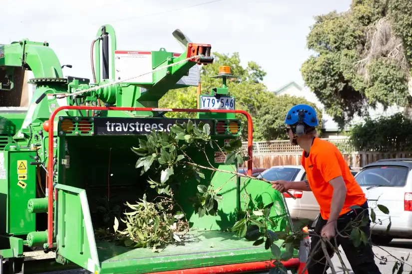 Our team mulching them on-site so we can easily remove them.