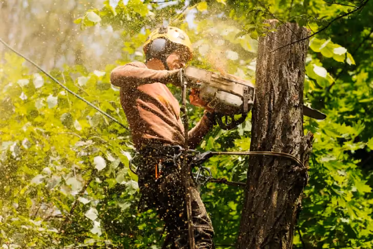 An arborist cutting a tree with a chainsaw