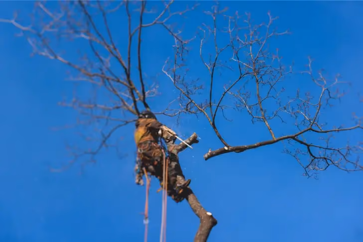 Arborist tree surgeon cutting and trimming tree branches with chainsaw, lumberjack woodcutter in uniform climbing and working on heights, process of tree trunk pruning and sawing on a top in sunny day