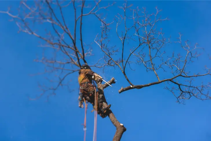 Arborist tree surgeon cutting and trimming tree branches with chainsaw, lumberjack woodcutter in uniform climbing and working on heights, process of tree trunk pruning and sawing on a top in sunny day