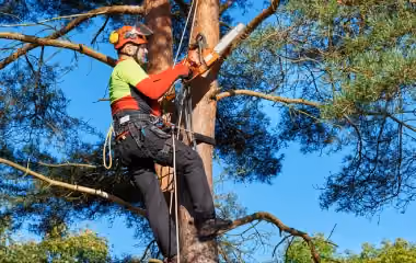 Our arborists and tree surgeons carefully lopping, securing and removing a branch from a large gumtree in a residential backyard.