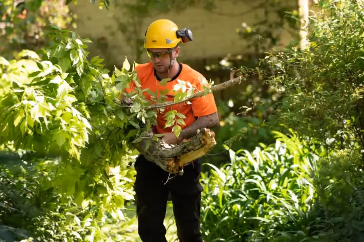 Trav’s Trees arborist carrying branches during site clearing in Melbourne, removing vegetation to prepare the site for construction.