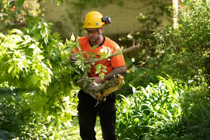 Trav’s Trees arborist carrying branches during site clearing in Melbourne, removing vegetation to prepare the site for construction.