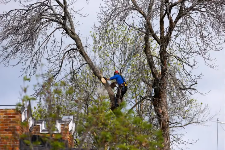 Tree surgeon cutting branches with chainsaw on a cloudy day in spring. Tree trimmer cutting the branches of a tree with a chainsaw. Lumberjack with chainsaw cutting branches.