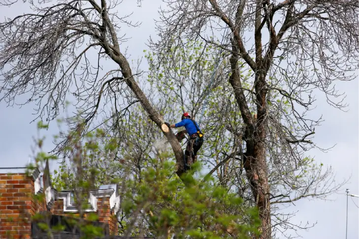 Tree surgeon cutting branches with chainsaw on a cloudy day in spring. Tree trimmer cutting the branches of a tree with a chainsaw. Lumberjack with chainsaw cutting branches.